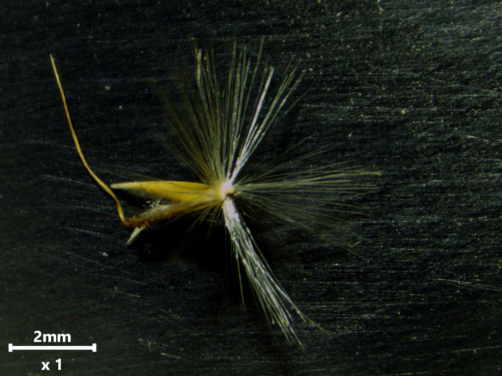 Miscanthus sinensis Andersson, 1856 #84125
