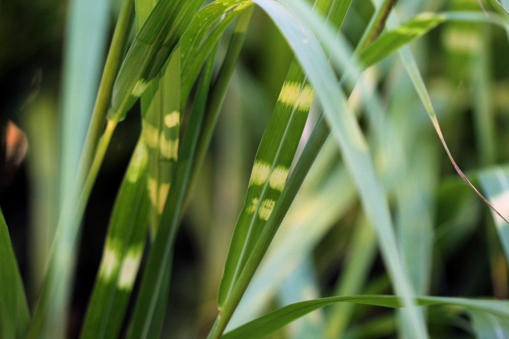 Miscanthus sinensis Andersson, 1856 #84106