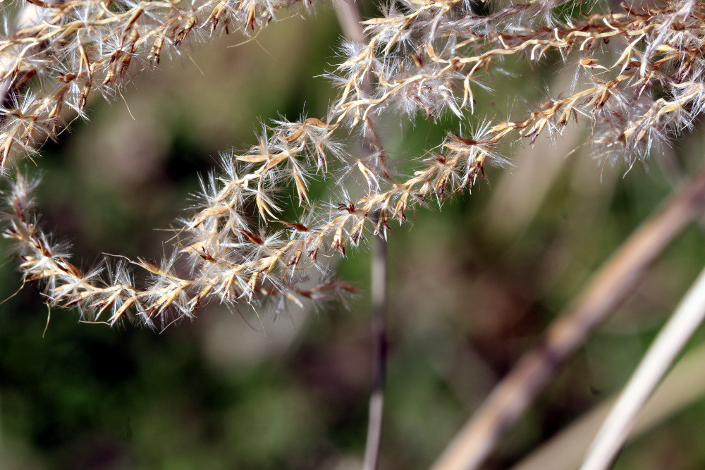 Miscanthus sinensis Andersson, 1856 #84122