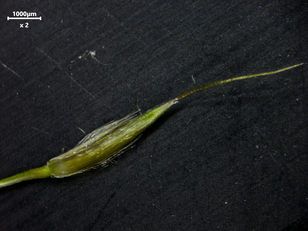 Miscanthus sinensis Andersson, 1856 #84118