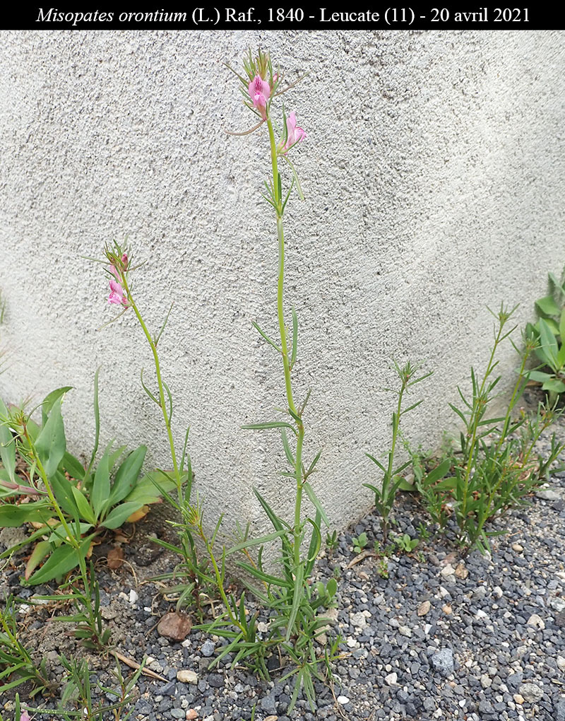 Misopates orontium #66388