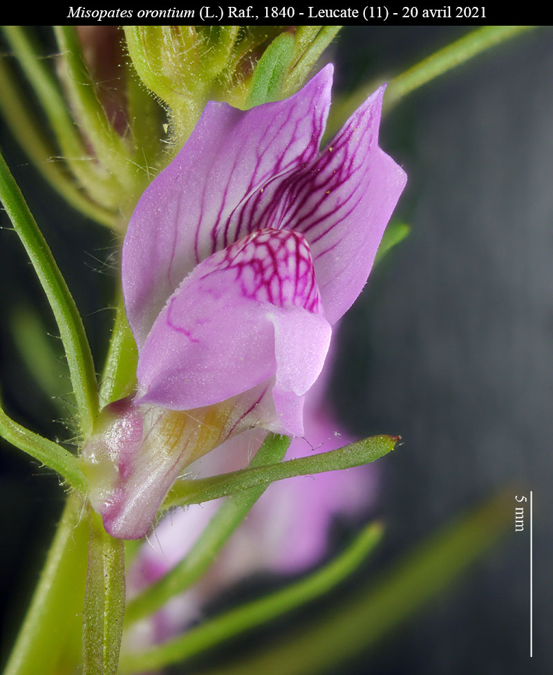 Misopates orontium #66392
