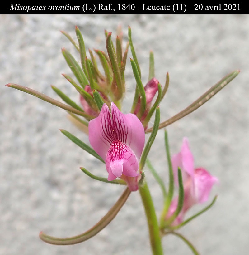 Misopates orontium #66390