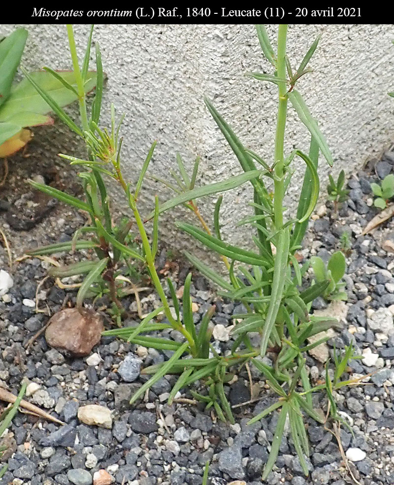 Misopates orontium #66389