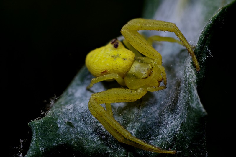 Misumena vatia #56608