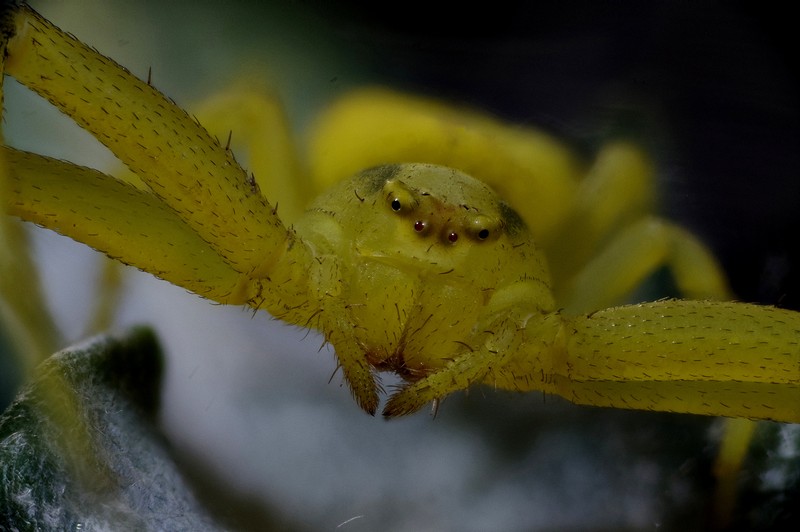 Misumena vatia #56606