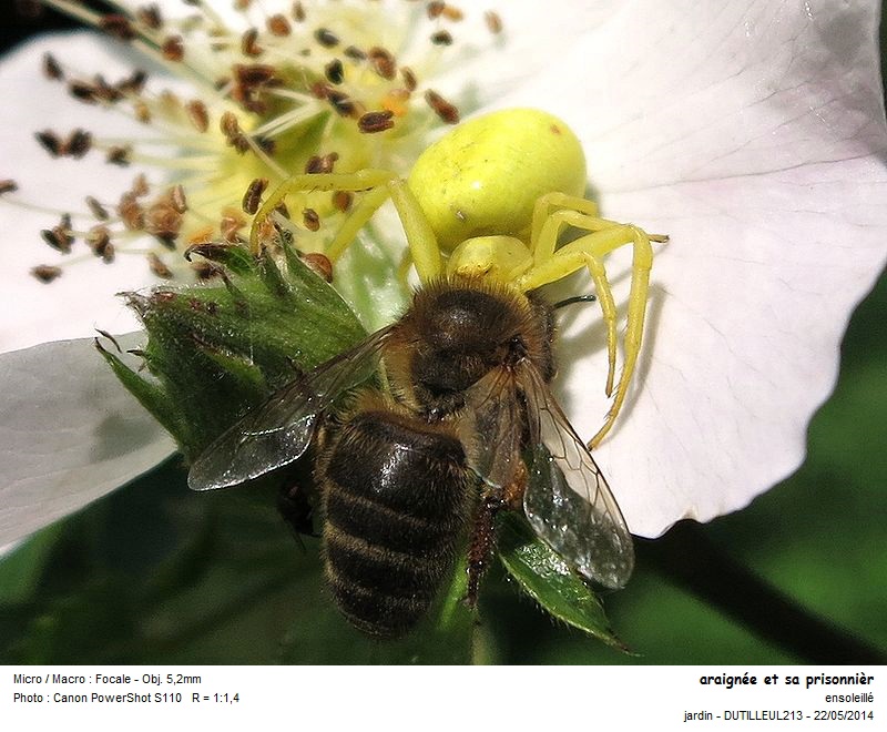 MISUMENA VATIA - ARAIGNEE CITRON #37646