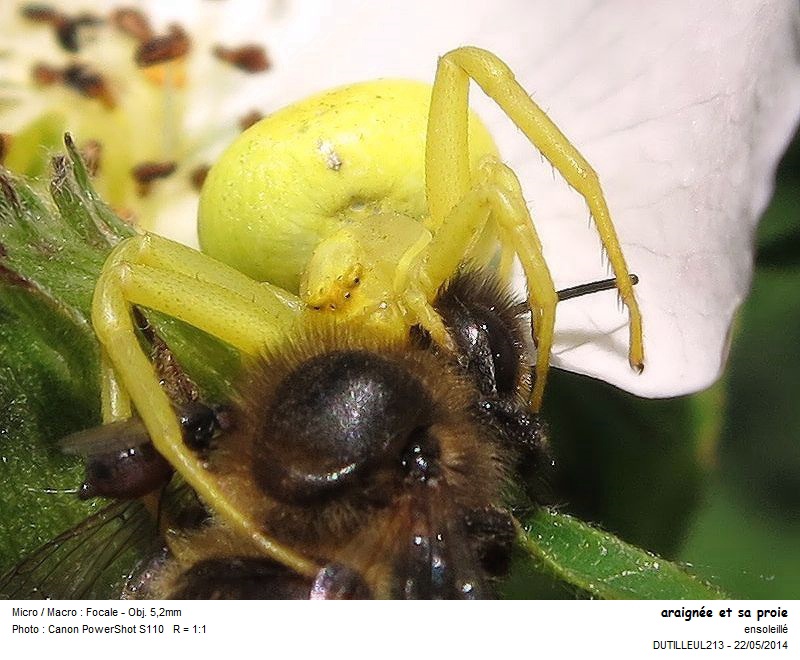 MISUMENA VATIA - ARAIGNEE CITRON #37648