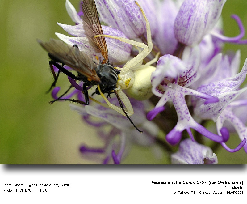 Misumena vatia Clerck 1757 - Araignée crabe (Thomisidées) #3883