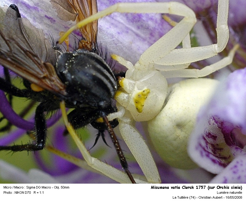 Misumena vatia Clerck 1757 - Araignée crabe (Thomisidées) #3885