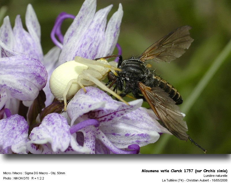 Misumena vatia Clerck 1757 - Araignée crabe (Thomisidées) #3884