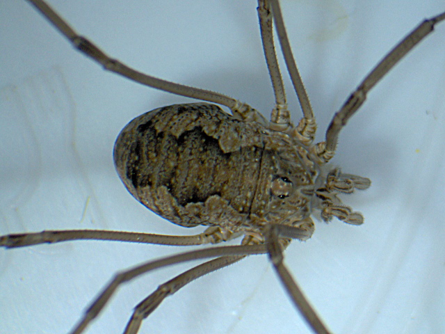 Mitopus morio - Phalangiidae - Opilion #3860