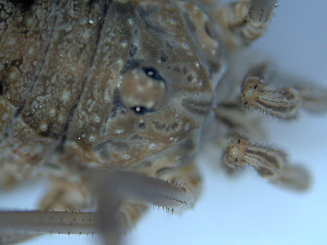 Mitopus morio - Phalangiidae - Opilion #3861