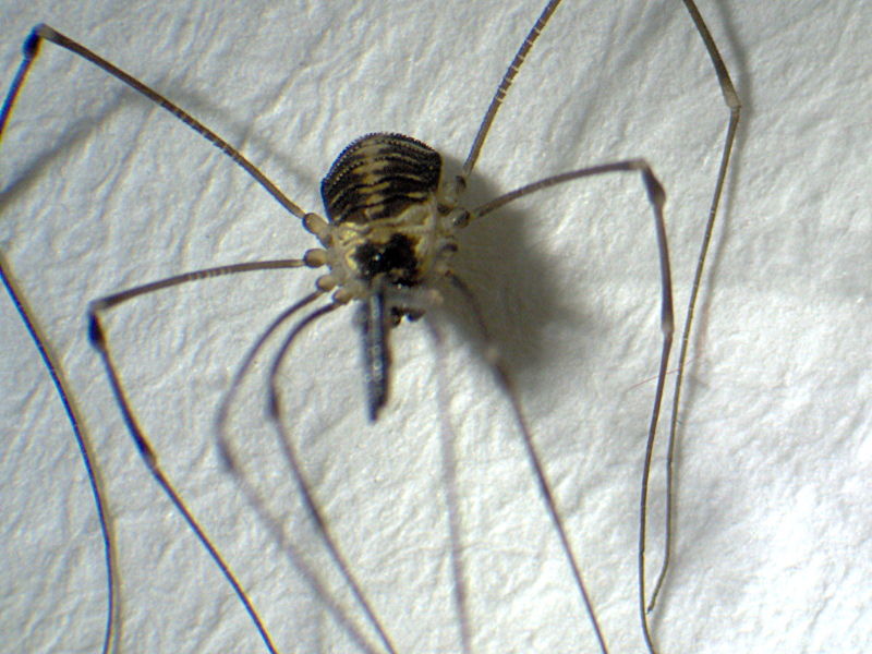 Mitostoma chrysomelas (Hermann) - Nemastomatidae - Opilion #6014