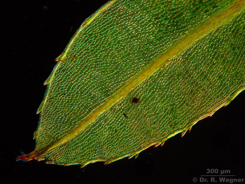Mnium cf. spinosum #8967