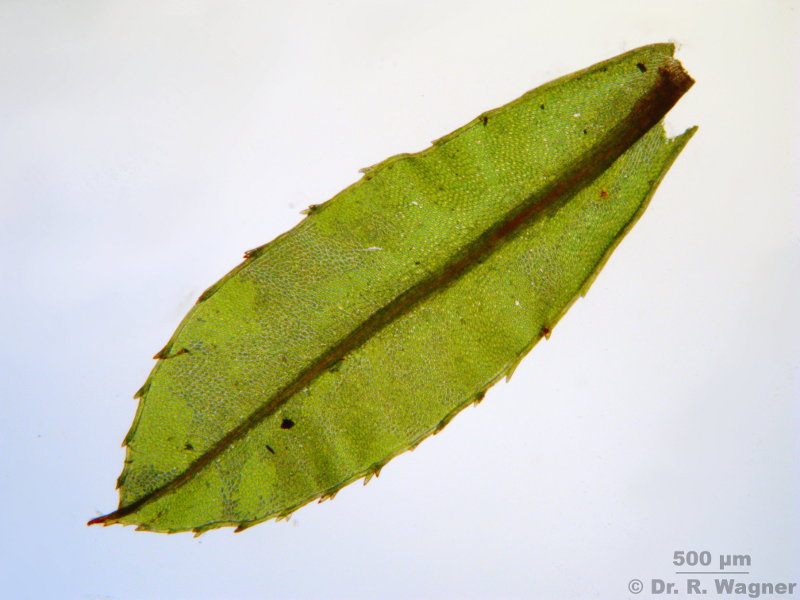 Mnium cf. spinosum #8966