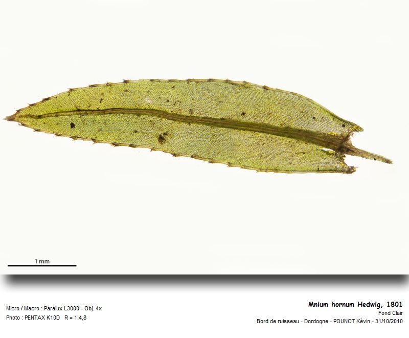 Mnium hornum Hedwig, 1801 #18815