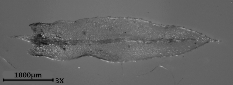 Mnium hornum Hedw., 1801 #72803