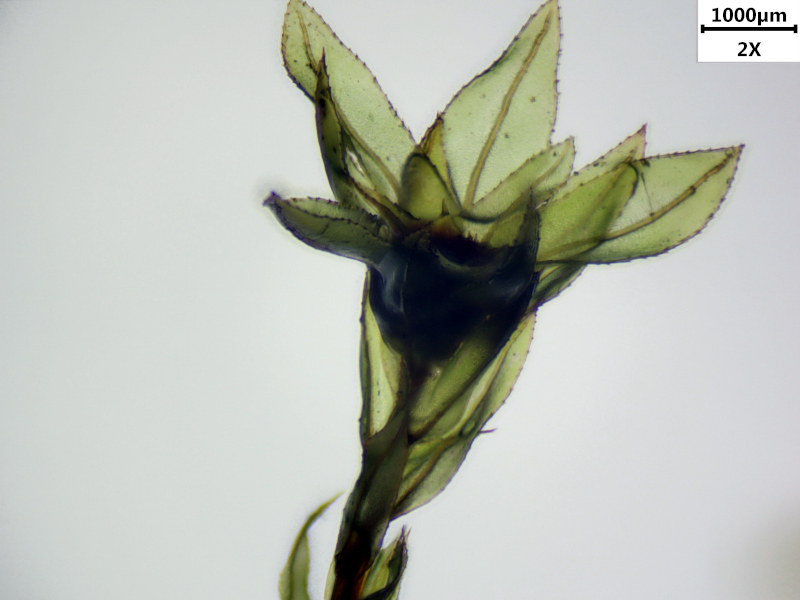 Mnium hornum Hedw., 1801 #72802