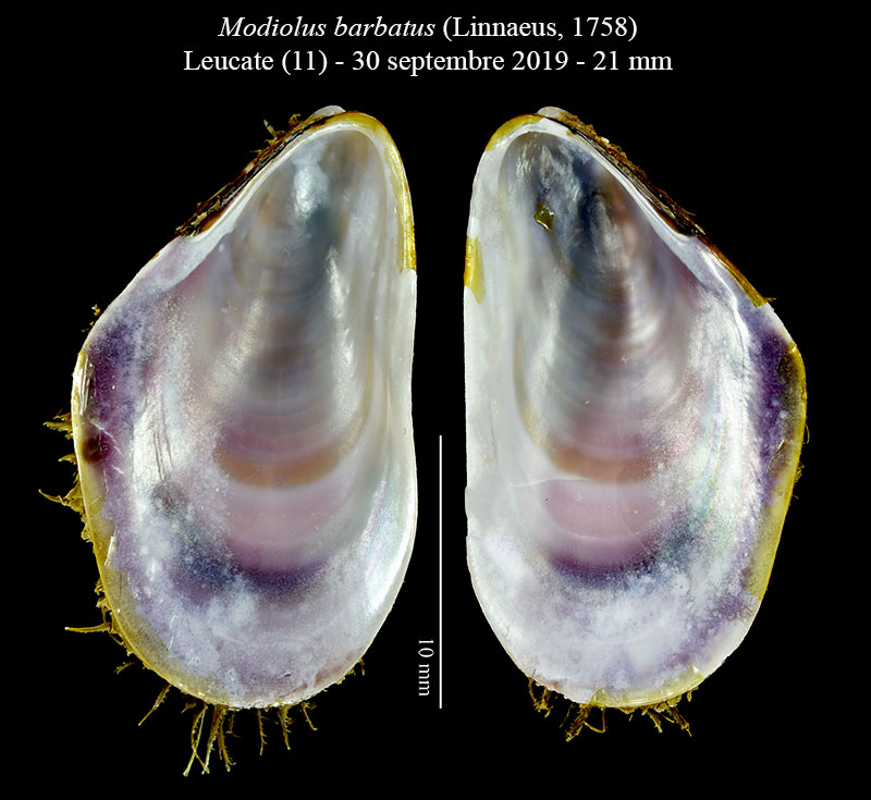 Modiolus barbatus #60699