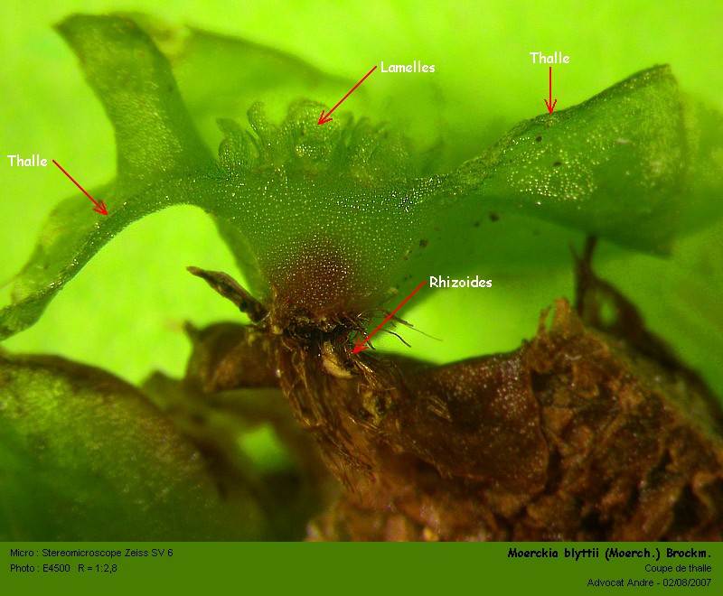 Moerckia blyttii (Moerch) Brockm. #994