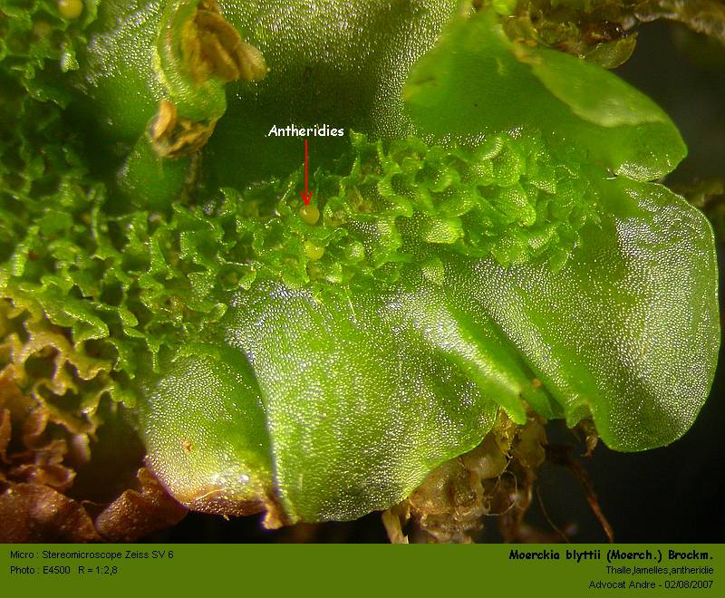 Moerckia blyttii (Moerch) Brockm. #993