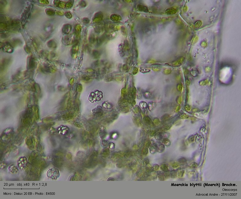 Moerckia blyttii (Moerch) Brockm. #996