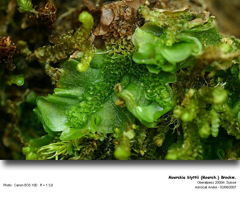 Moerckia blyttii (Moerch) Brockm. #992