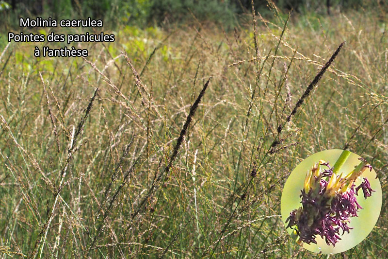 Molinia caerulea (L.) Moench – La Molinie bleue #67890