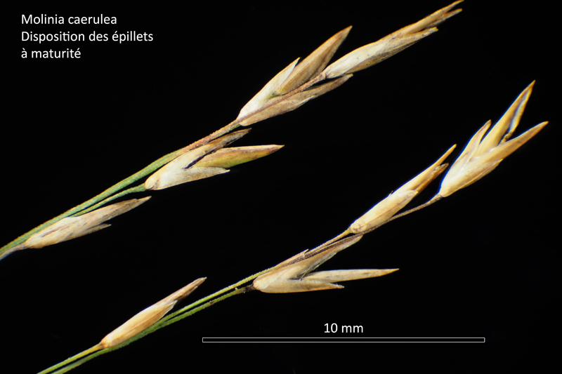 Molinia caerulea (L.) Moench – La Molinie bleue #67893