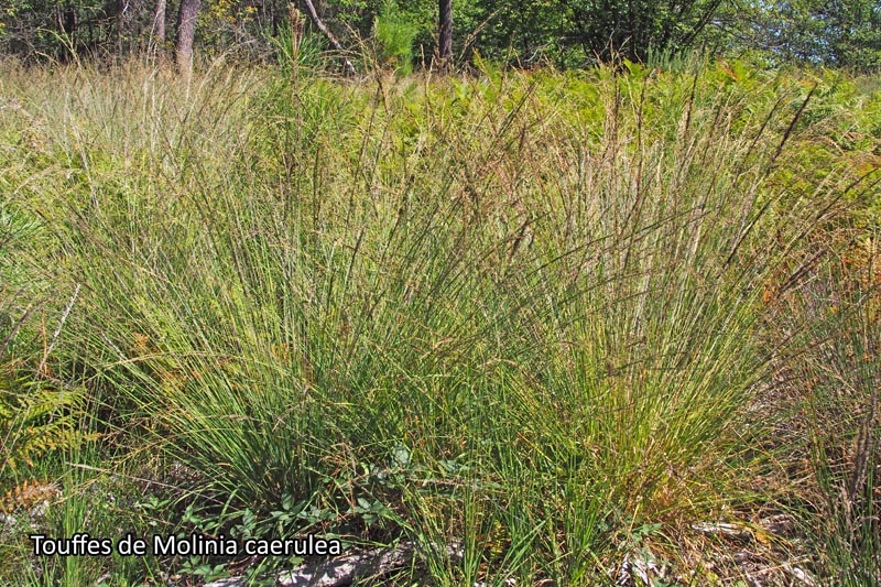 Molinia caerulea (L.) Moench – La Molinie bleue #67889