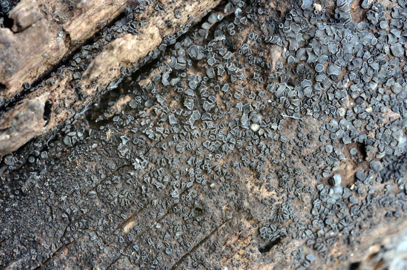 Mollisia sp. #31164