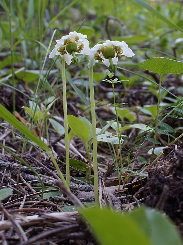 Moneses uniflora (L.)A.Gray = Pirola uniflora L. #45891
