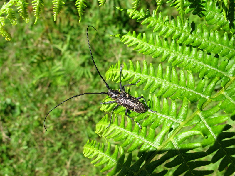 Monochamus sutor #46141