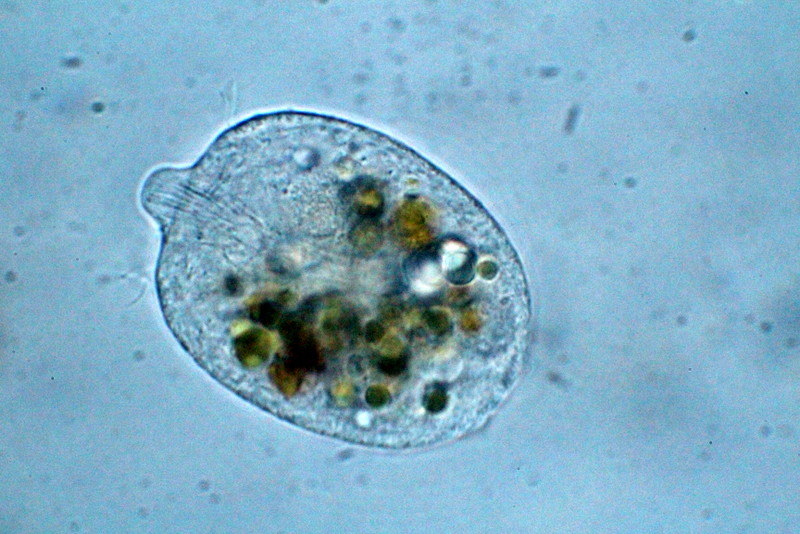 Monodinium Balbiani #37885