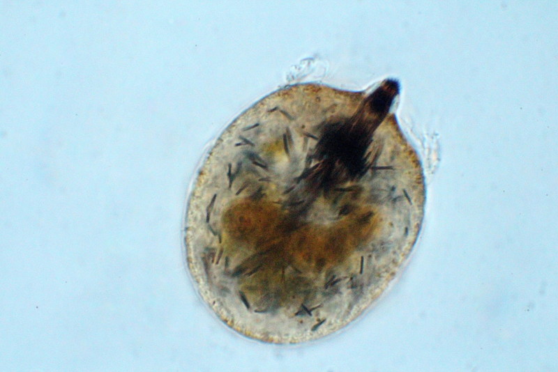 Monodinium Balbiani #37886