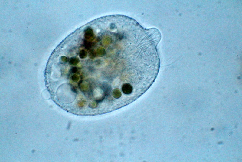 Monodinium Balbiani #37884