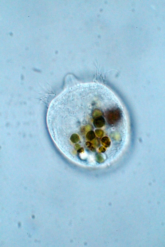 Monodinium Balbiani #37883