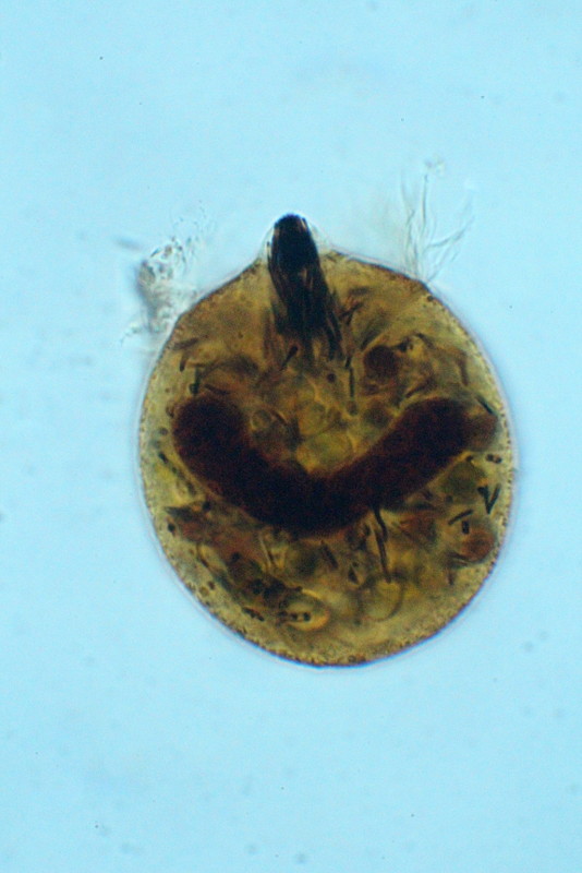 Monodinium Balbiani #37887