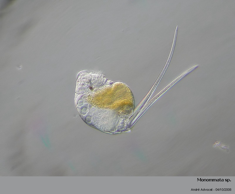 Monommata sp. #5863