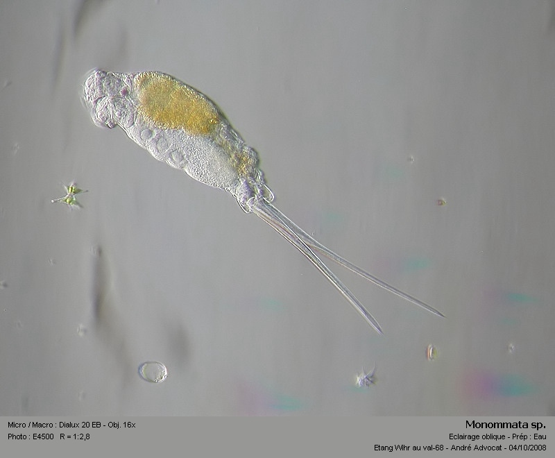 Monommata sp. #5861