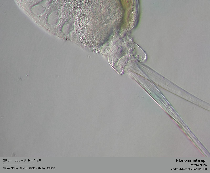 Monommata sp. #5862