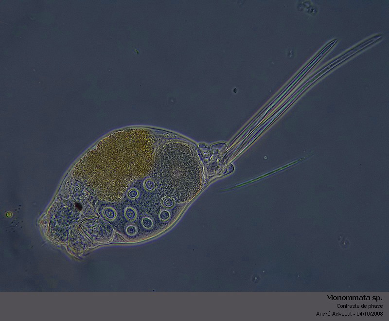 Monommata sp. #5867