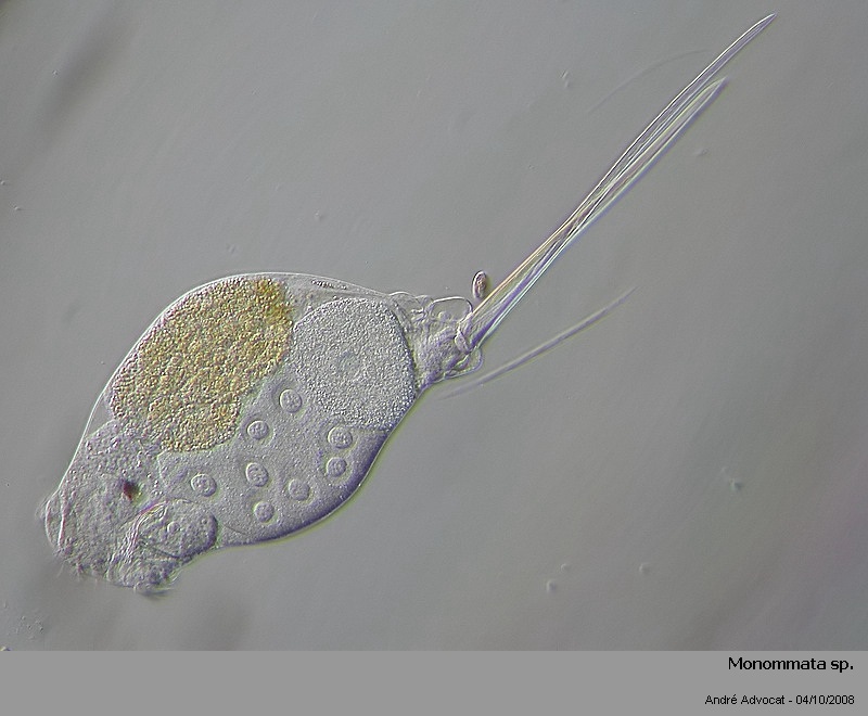 Monommata sp. #5865