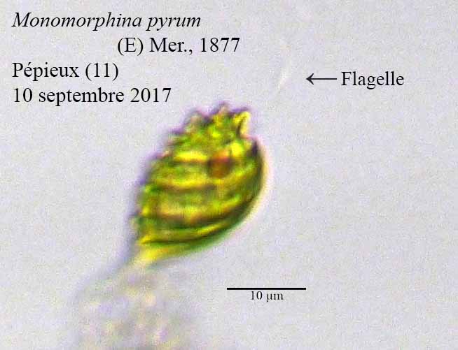 Monomorphina pyrum (= Phacus pyrum) #51647