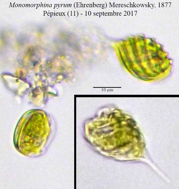 Monomorphina pyrum (= Phacus pyrum) #51646