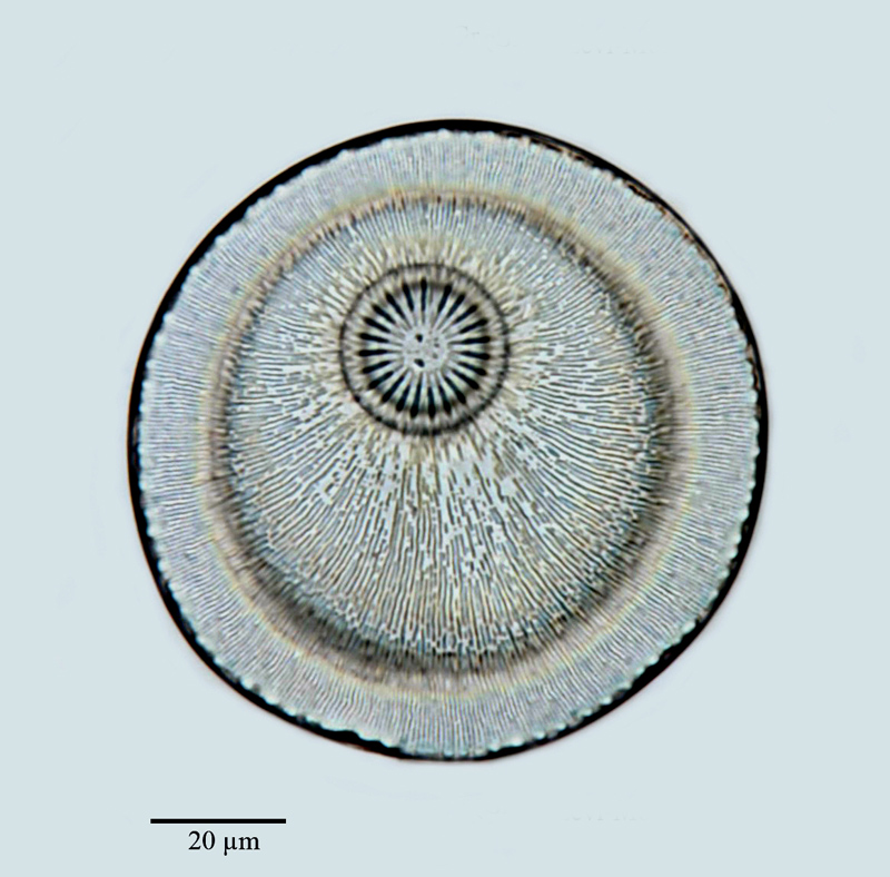 Monopsis mammosa #64543