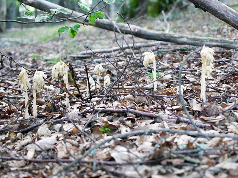 Monotropa hypopitys #60188