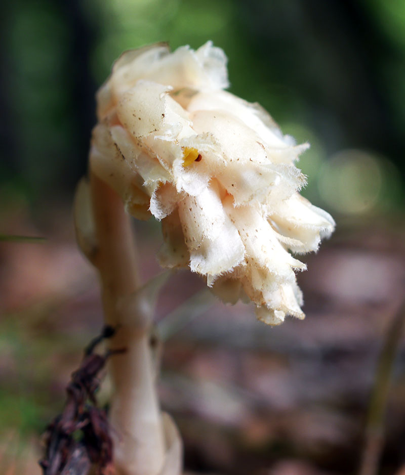 Monotropa hypopitys #60190