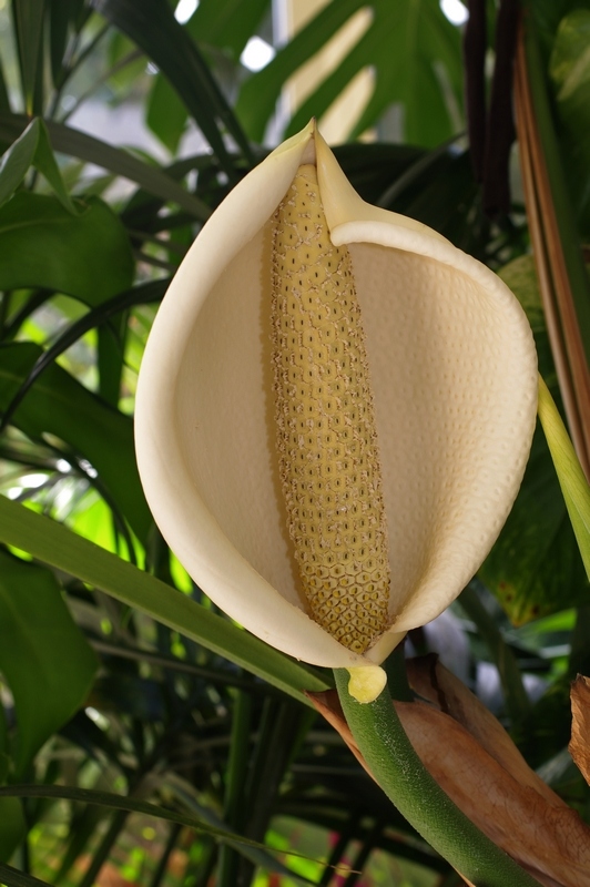 Monstera deliciosa #39539